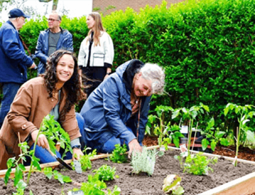 Achtertuin in Singelwijk Edam wordt buurtmoestuin